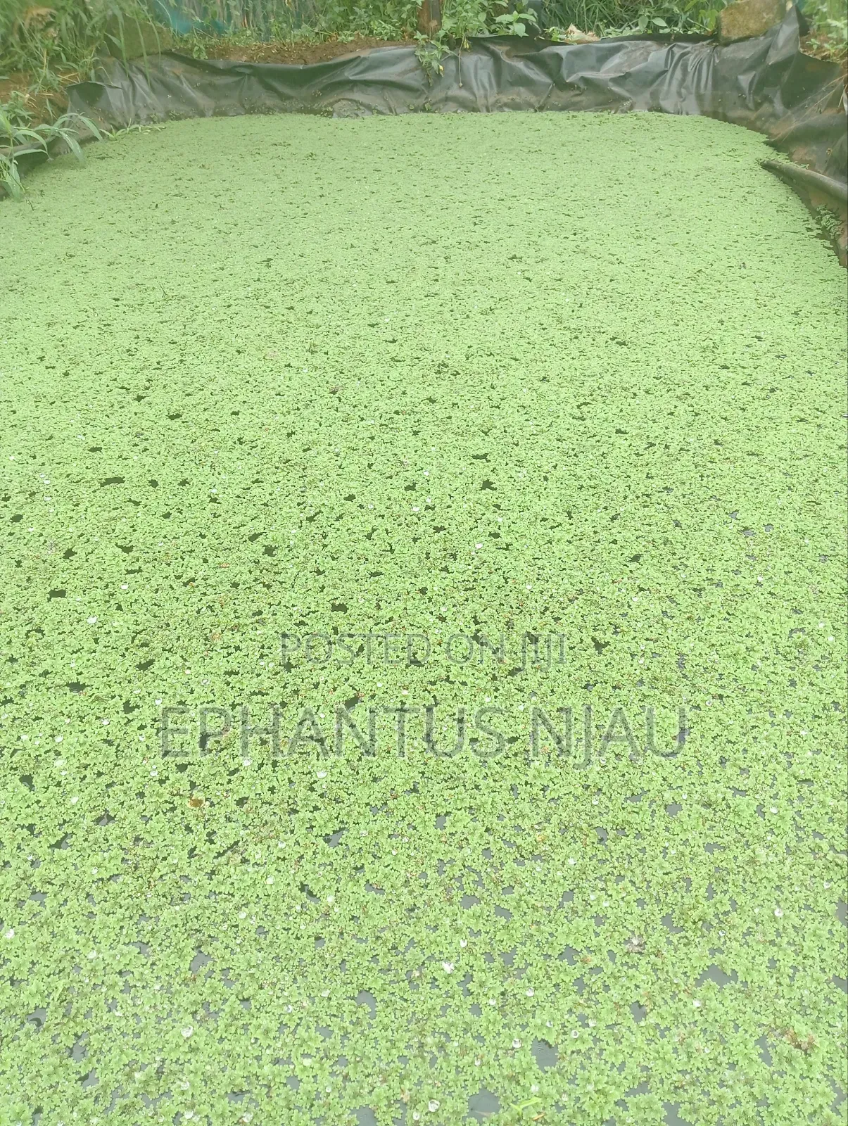 Azolla Seedlings