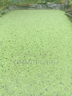 Azolla Seedlings