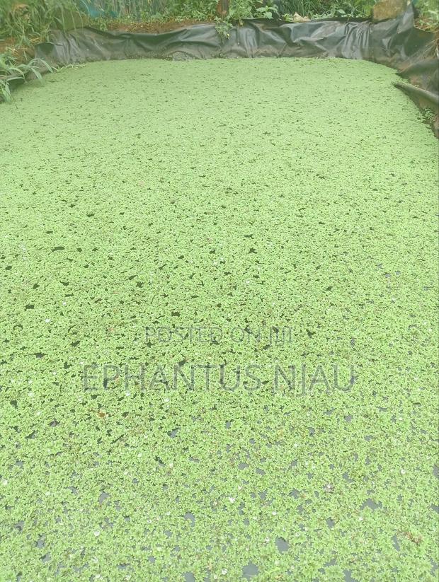 Azolla Seedlings