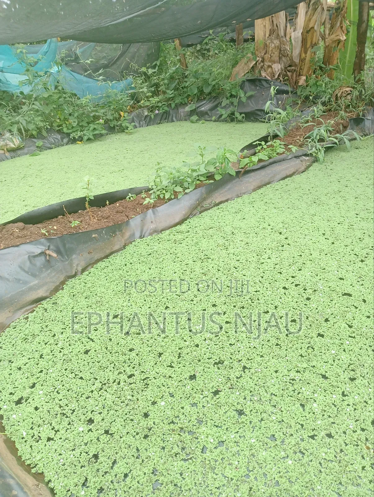 Azolla Seedlings