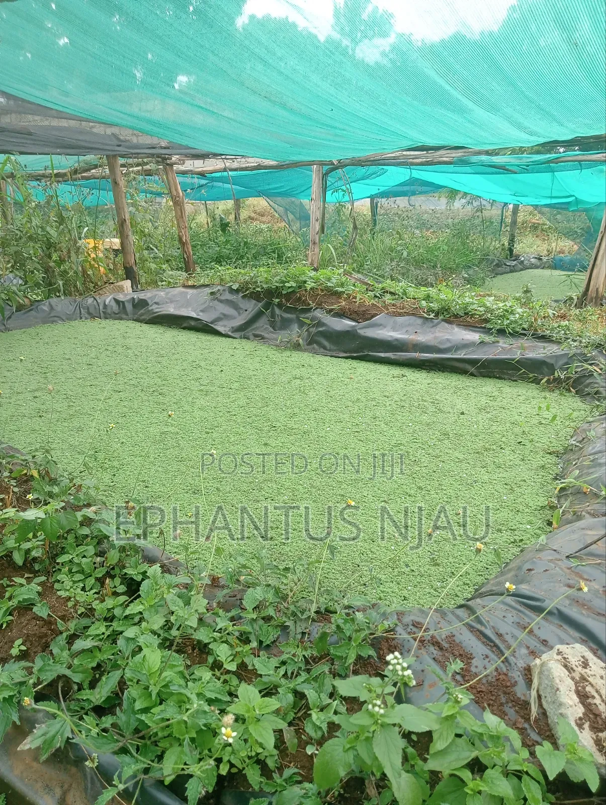 Azolla Seedlings