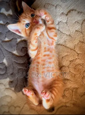 1-3 months Female Mixed Breed American Shorthair