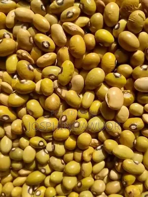 Clean Yellow Bean for Sale