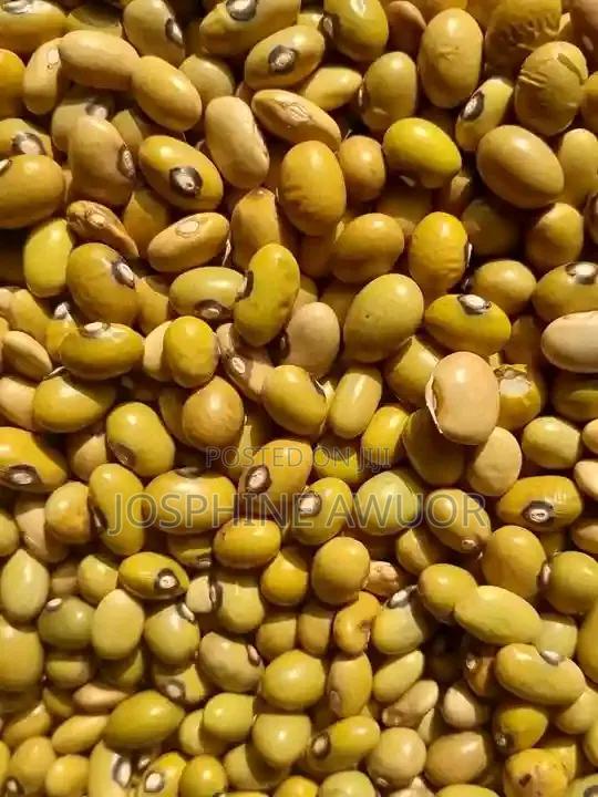 Clean Yellow Bean for Sale