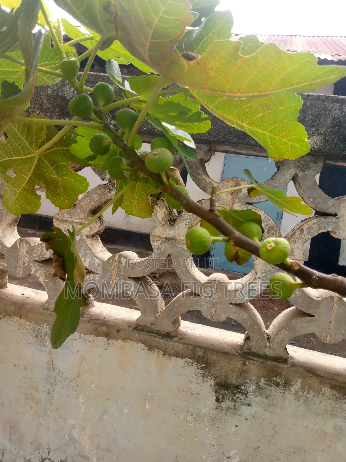 High Quality Fig Trees for Sale at Only