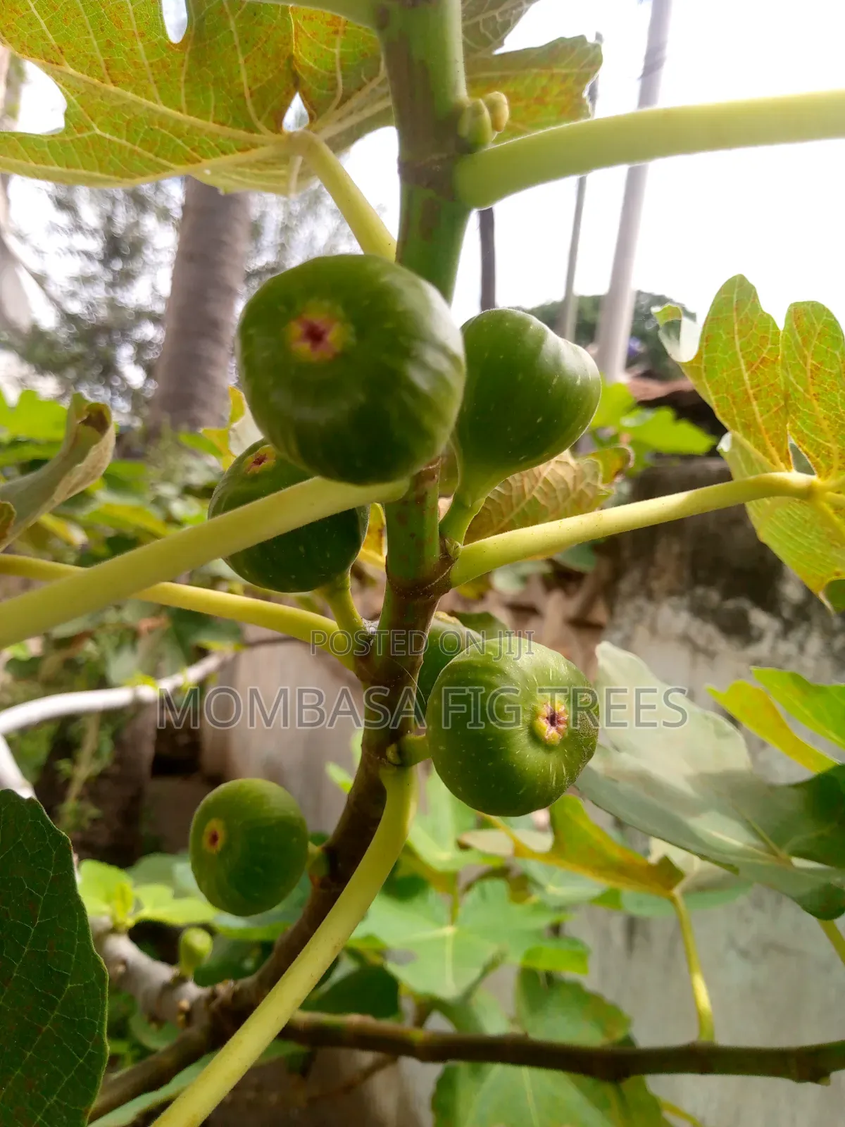 High Quality Fig Trees for Sale at Only