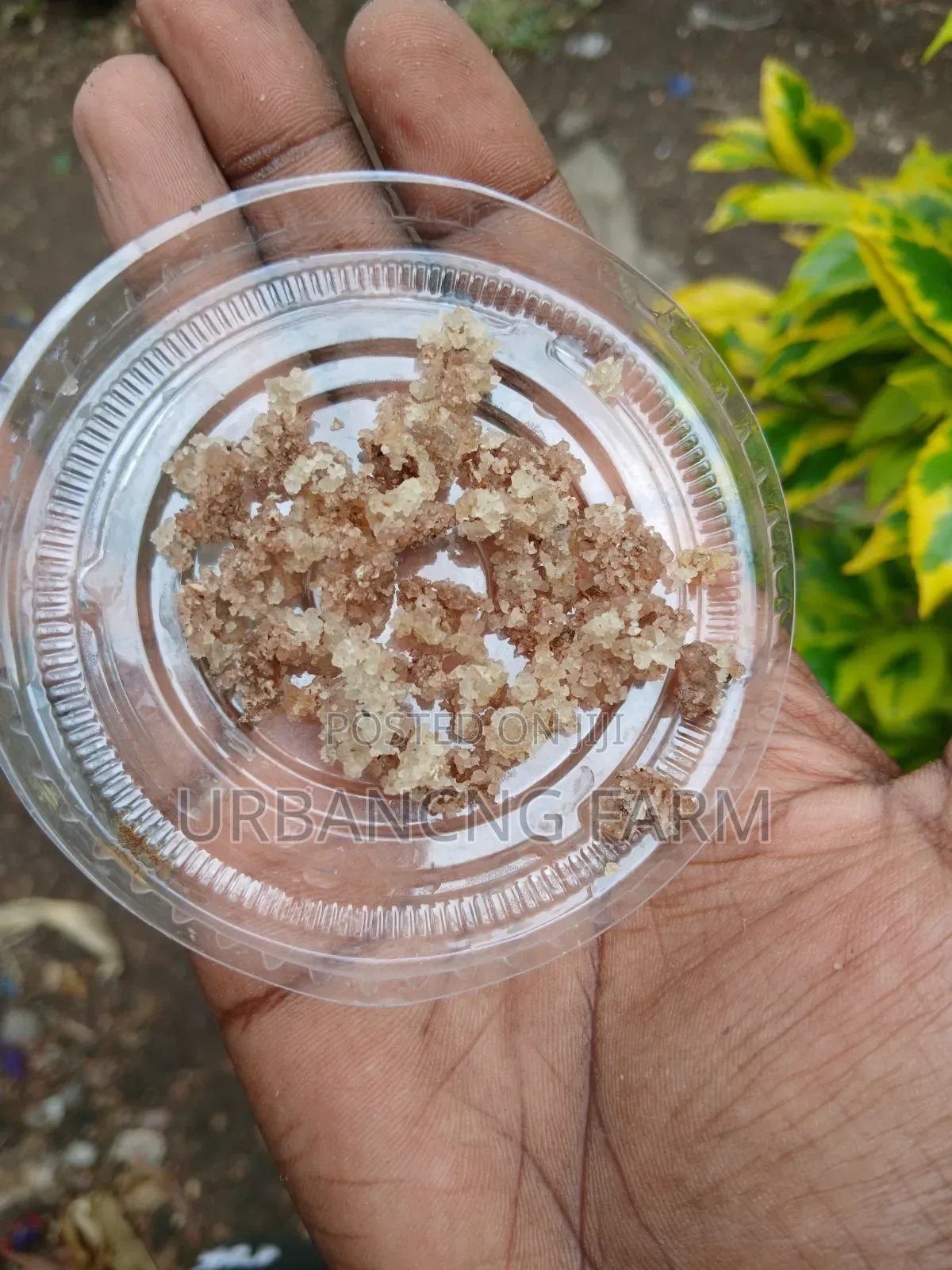 Water Kefir Grains