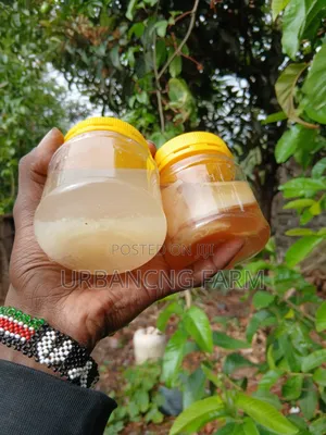 Water Kefir Grains