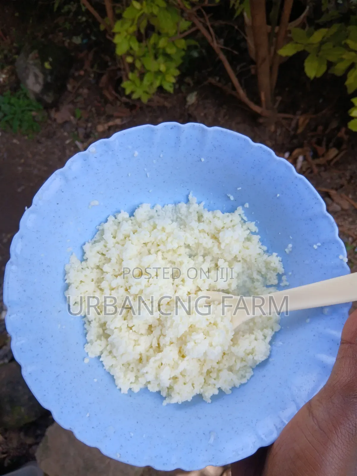 Milk Kefir Grains Available