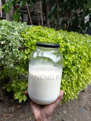 Milk Kefir Grains Available