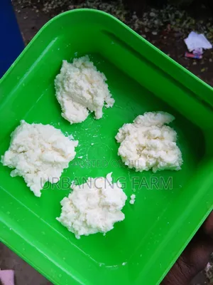 Milk Kefir Grains Available