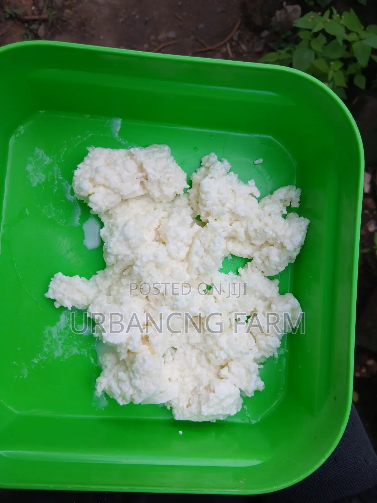 Milk Kefir Grains Available