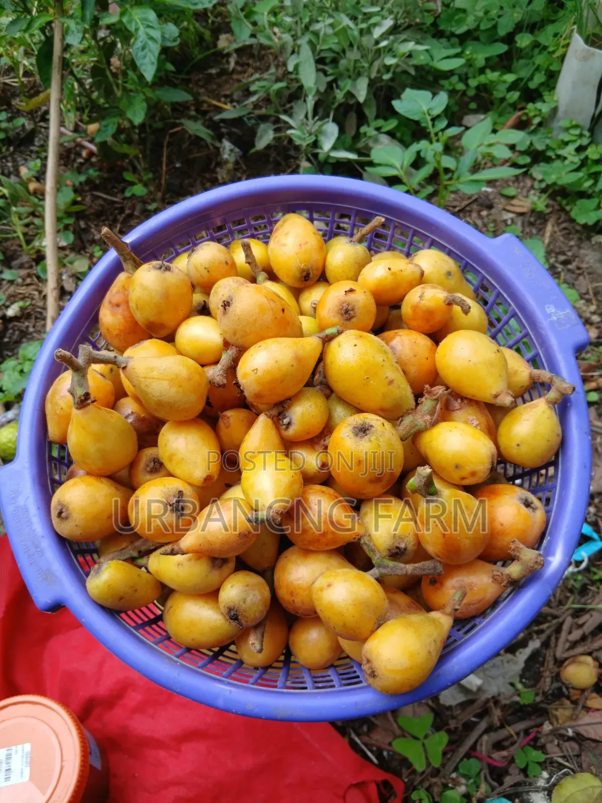 Loquats Jam