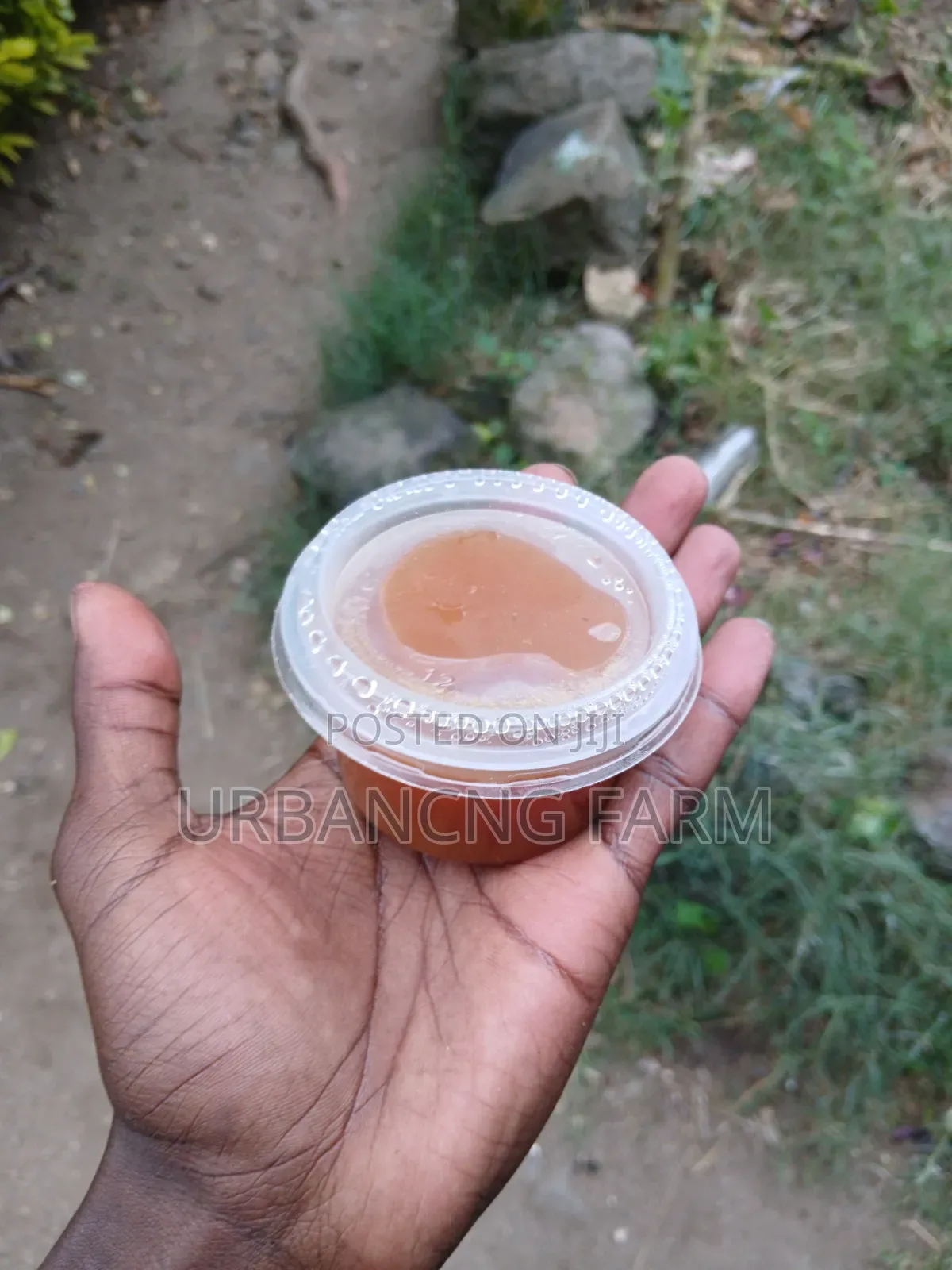 Loquats Jam