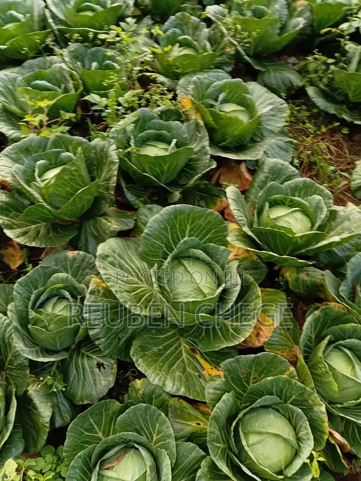 Fresh Cabbages From the Farm
