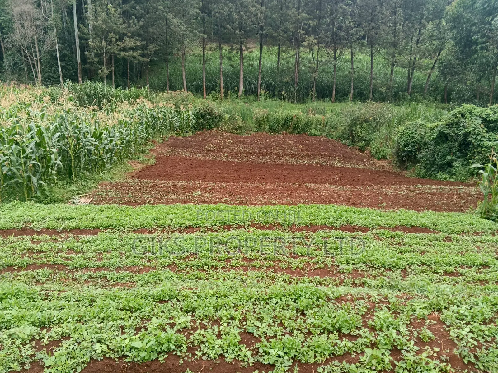 Plot for Sale