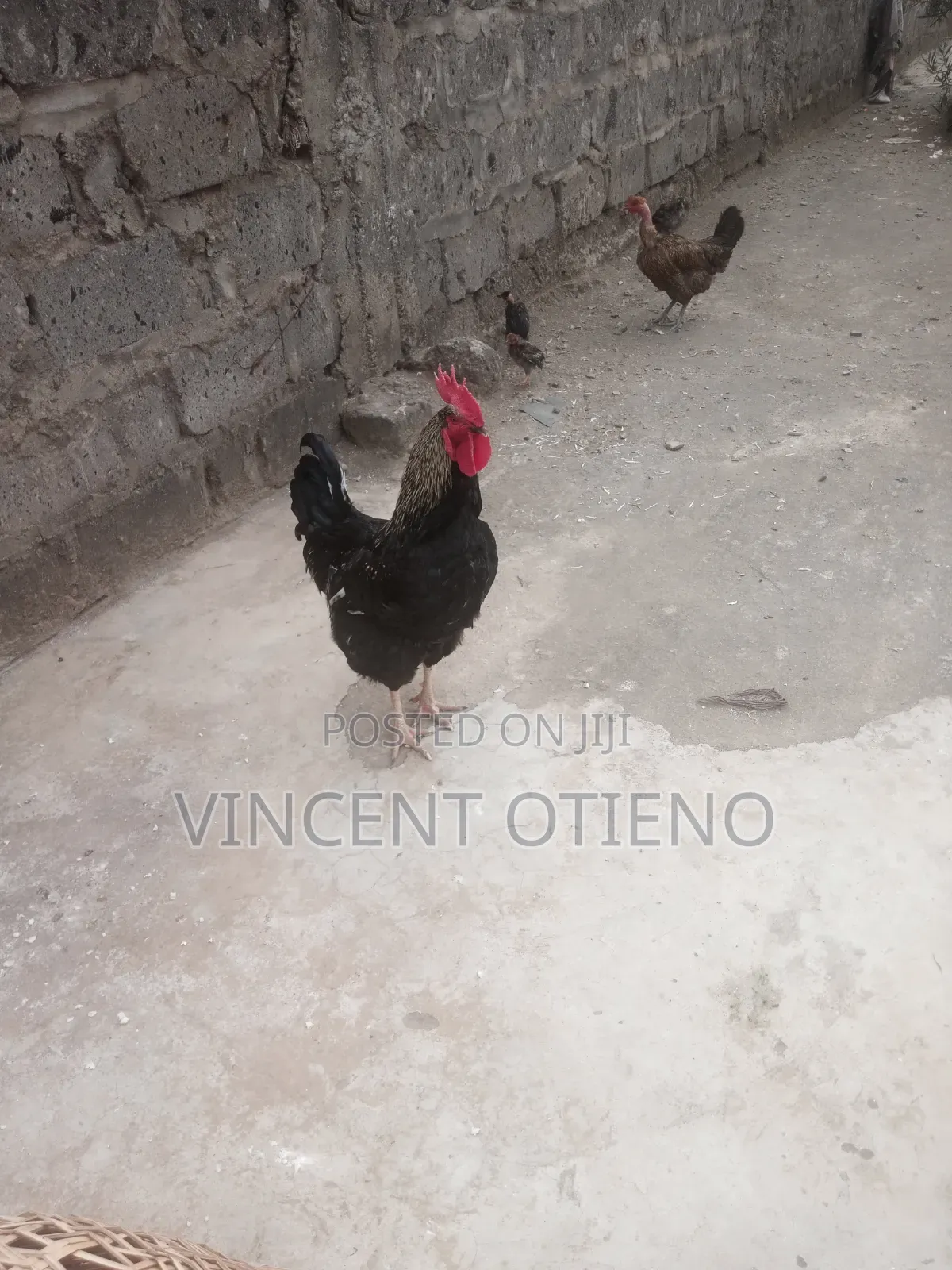 Male Chicken