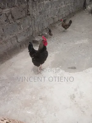 Male Chicken