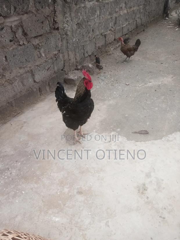 Male Chicken - main view