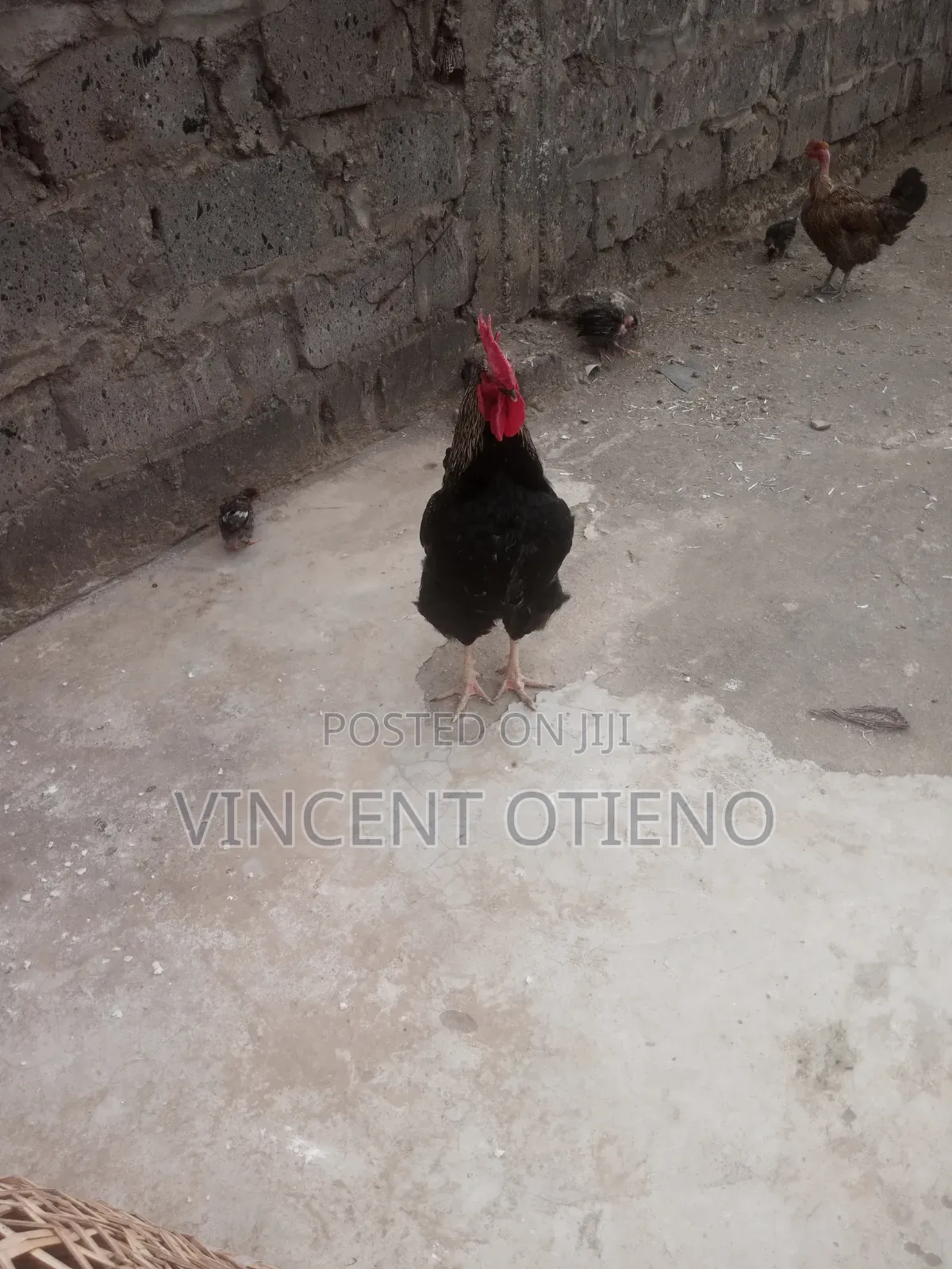 Male Chicken