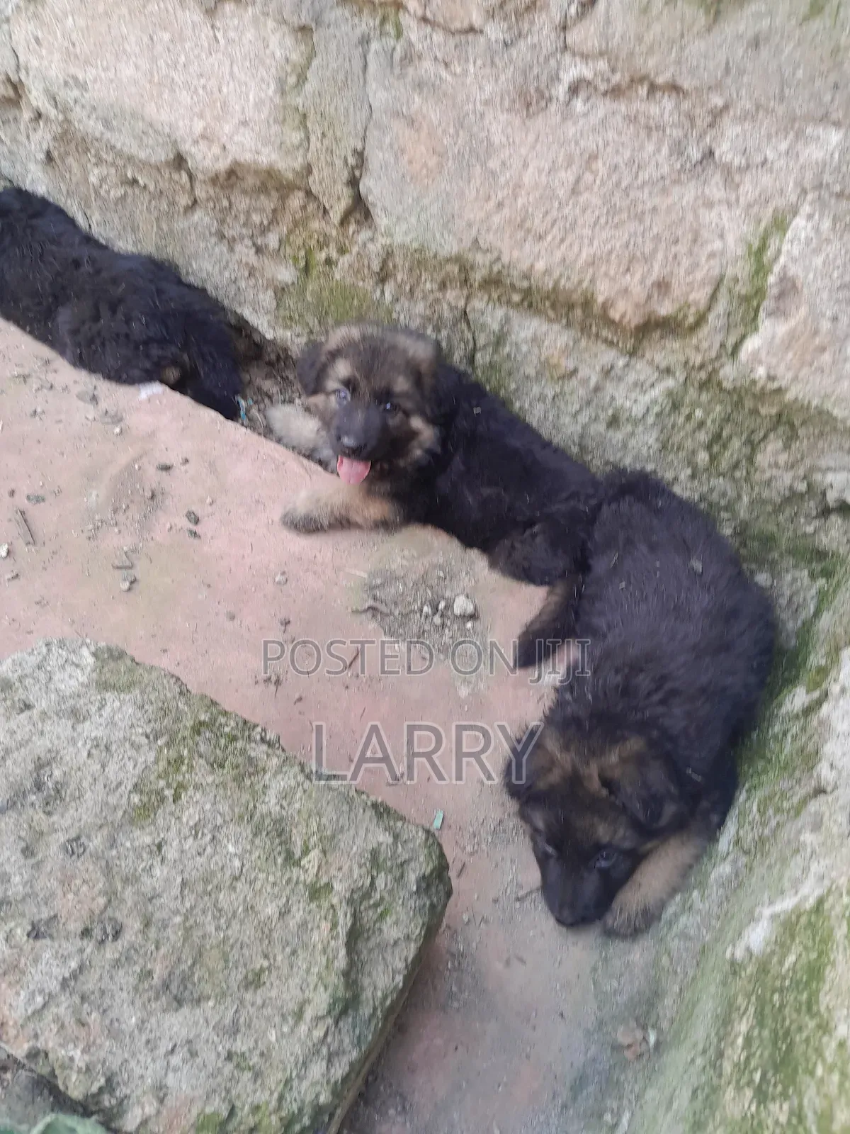 1-3 months Male Purebred German Shepherd
