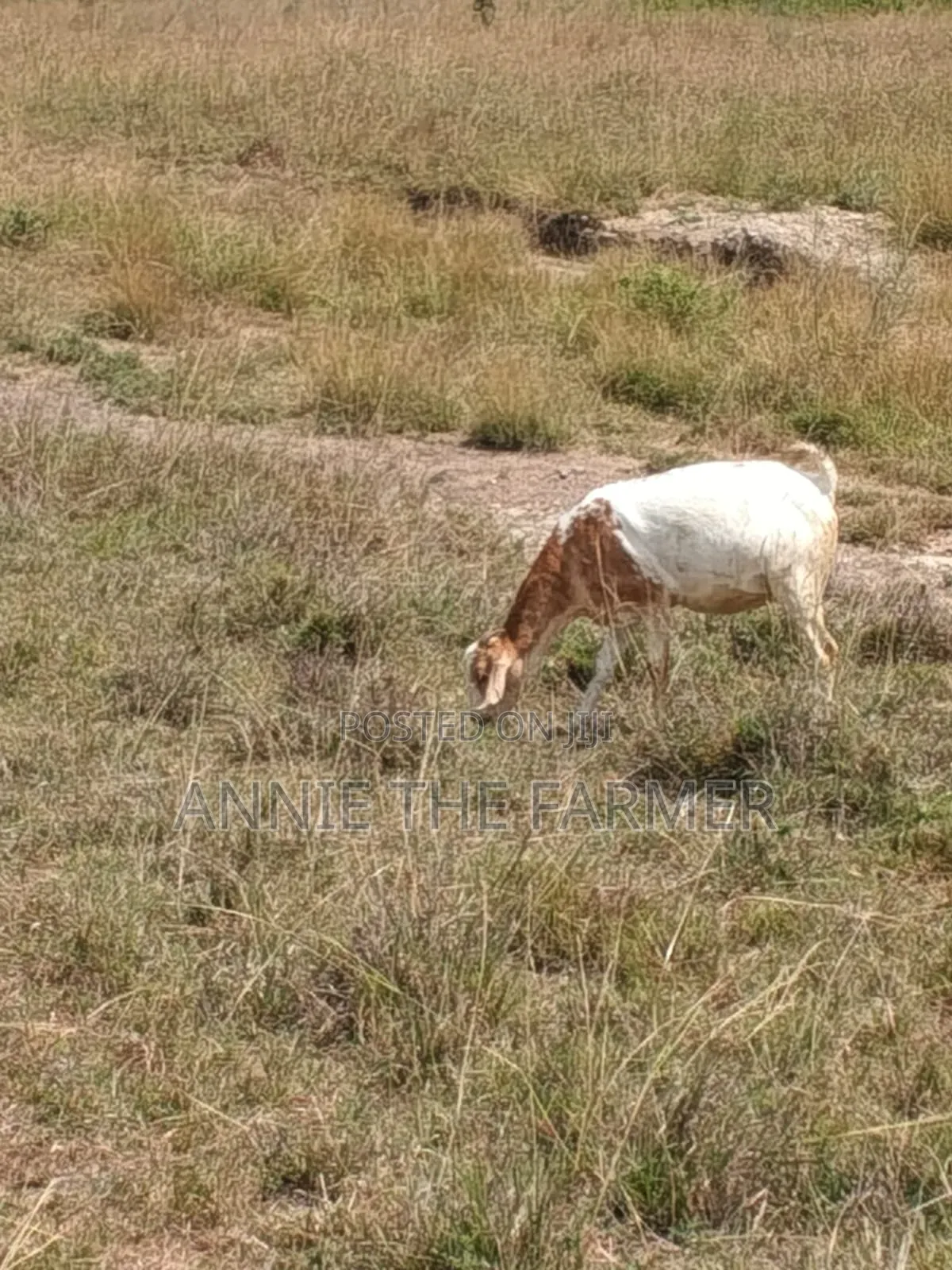 Goats for Sale