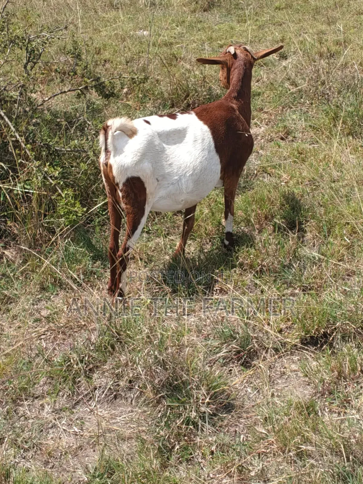 Goats for Sale