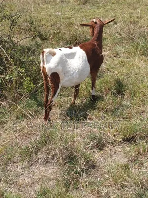 Goats for Sale