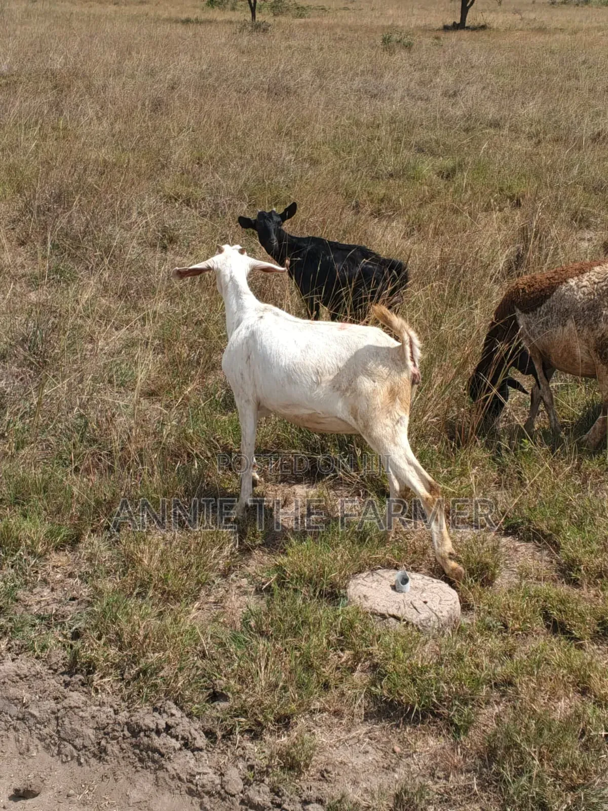 Goats for Sale