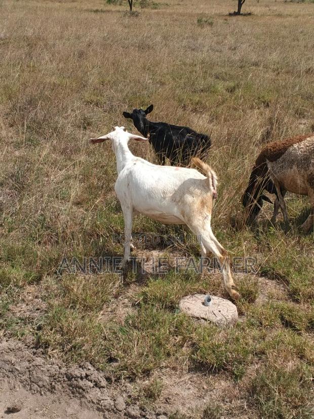Goats for Sale - thumbnail 3