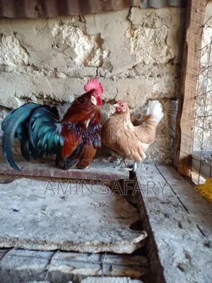 Serema Chicken