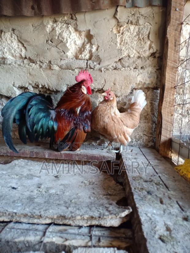 Serema Chicken