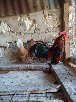 Serema Chicken