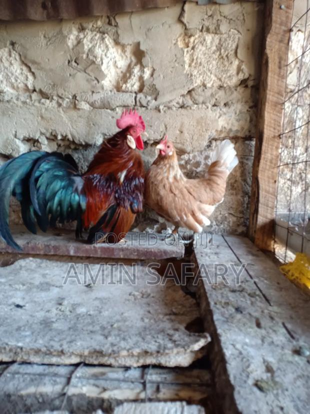 Serema Chicken - thumbnail 3