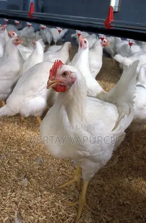 Broiler Chicken for Sale – Buyers, Traders Butcheries Wanted 1.2kg+