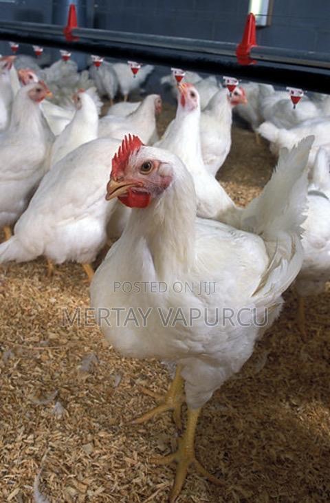 Broiler Chicken for Sale – Buyers, Traders Butcheries Wanted 1.2kg+