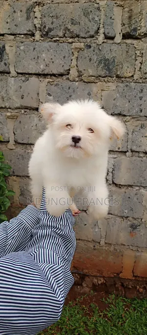 3-6 months Female Purebred Japanese Spitz