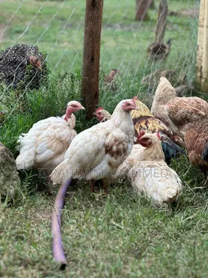 Chickens for Sale