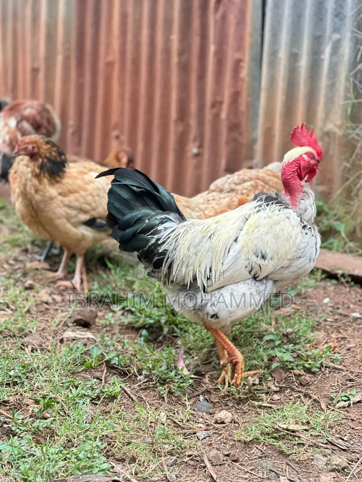Chickens for Sale