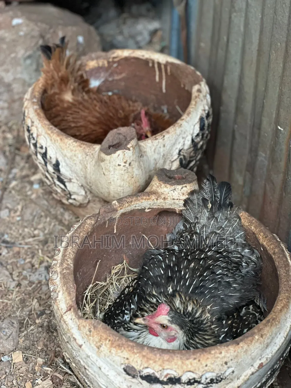 Chickens for Sale