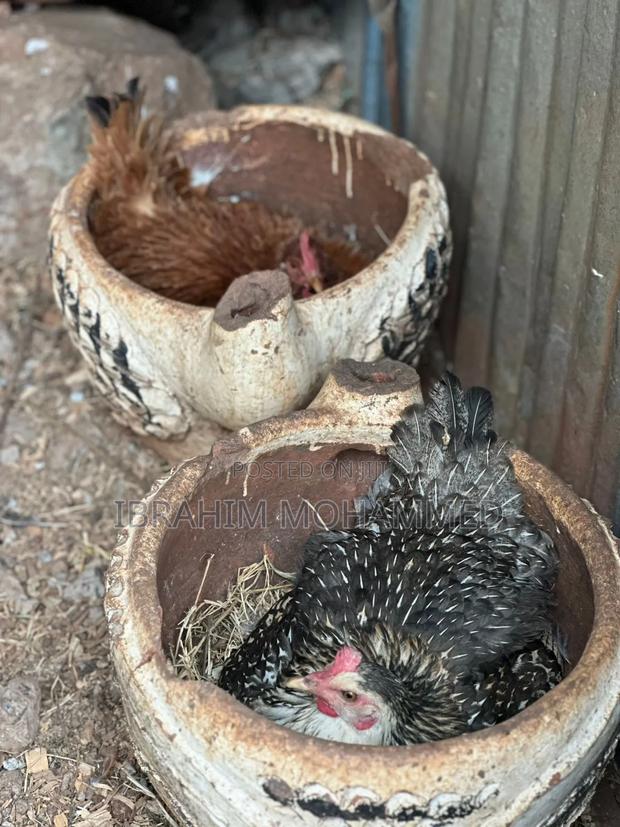 Chickens for Sale - thumbnail 4