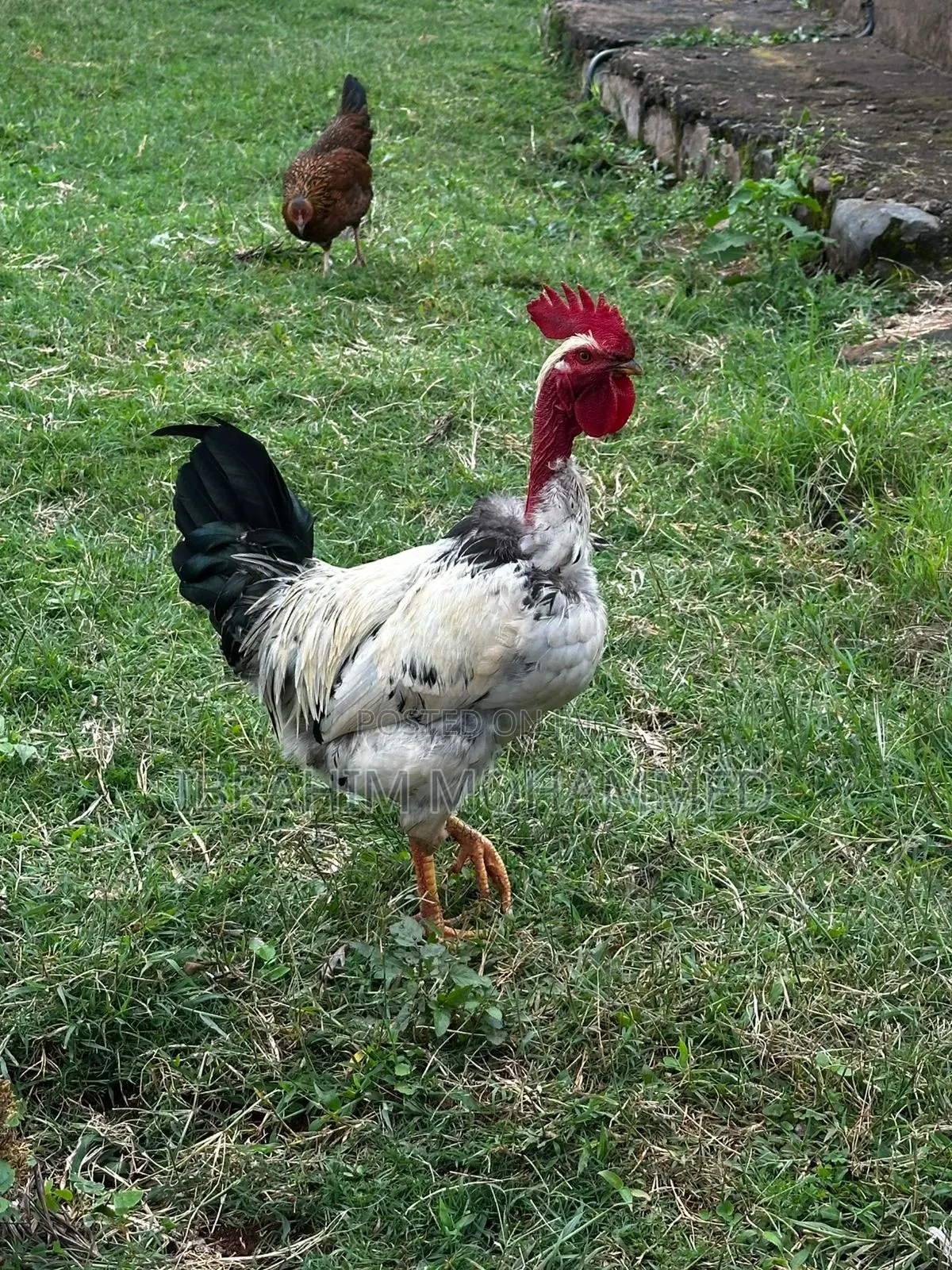 Chickens for Sale
