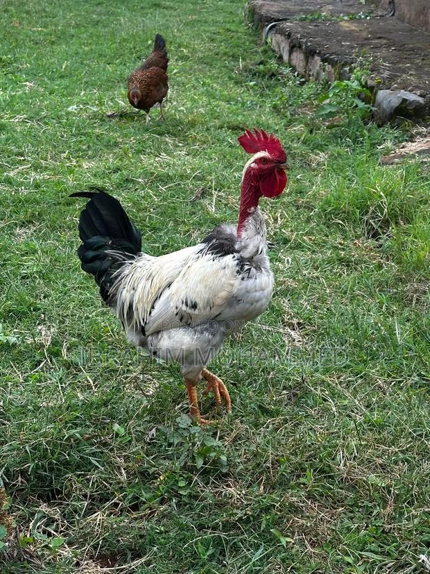 Chickens for Sale - thumbnail 5