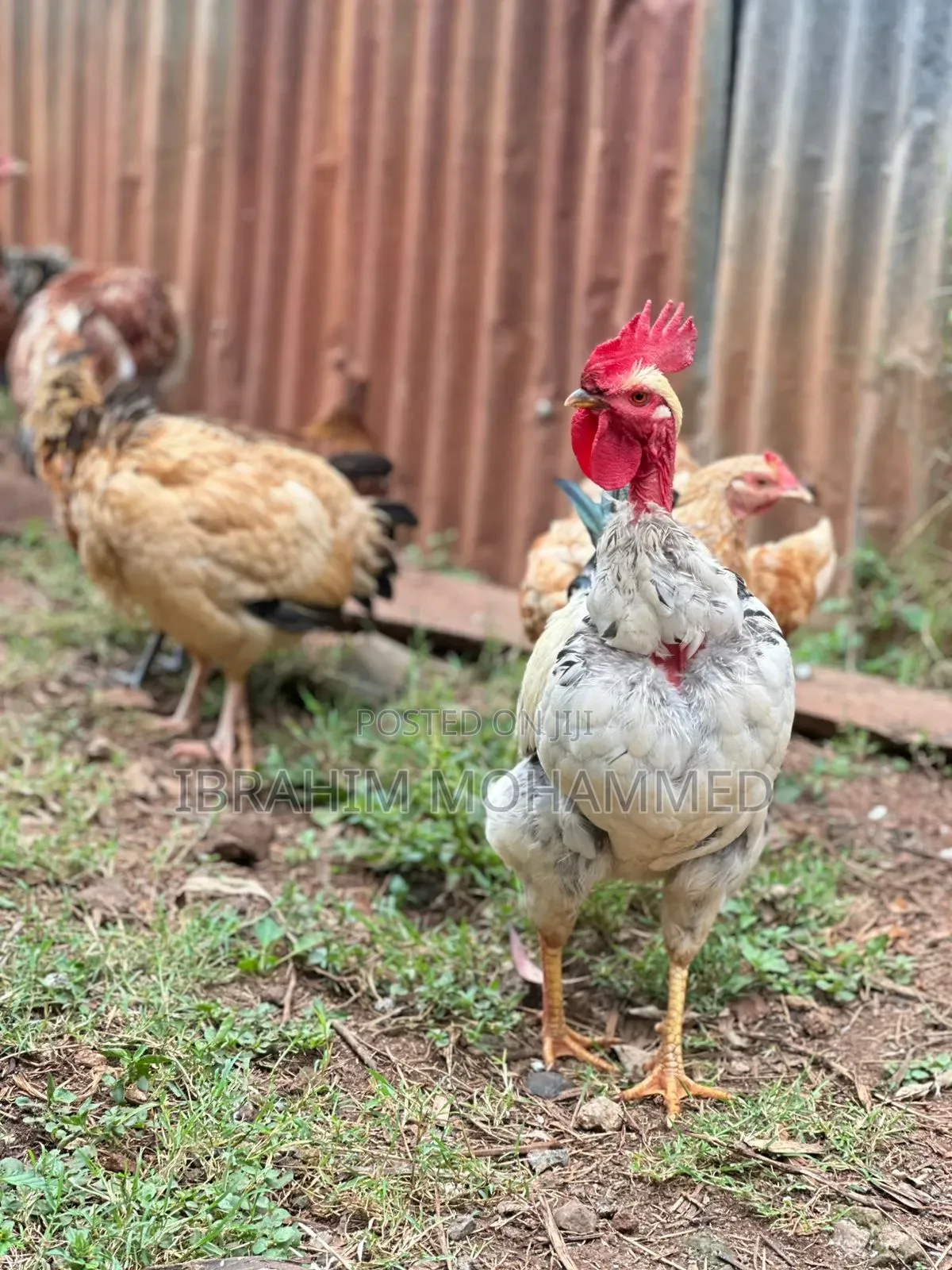 Chickens for Sale
