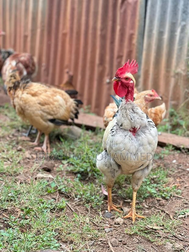 Chickens for Sale - thumbnail 6