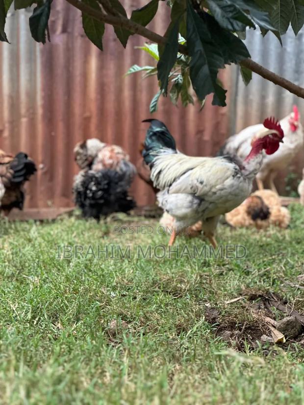 Chickens for Sale - thumbnail 7