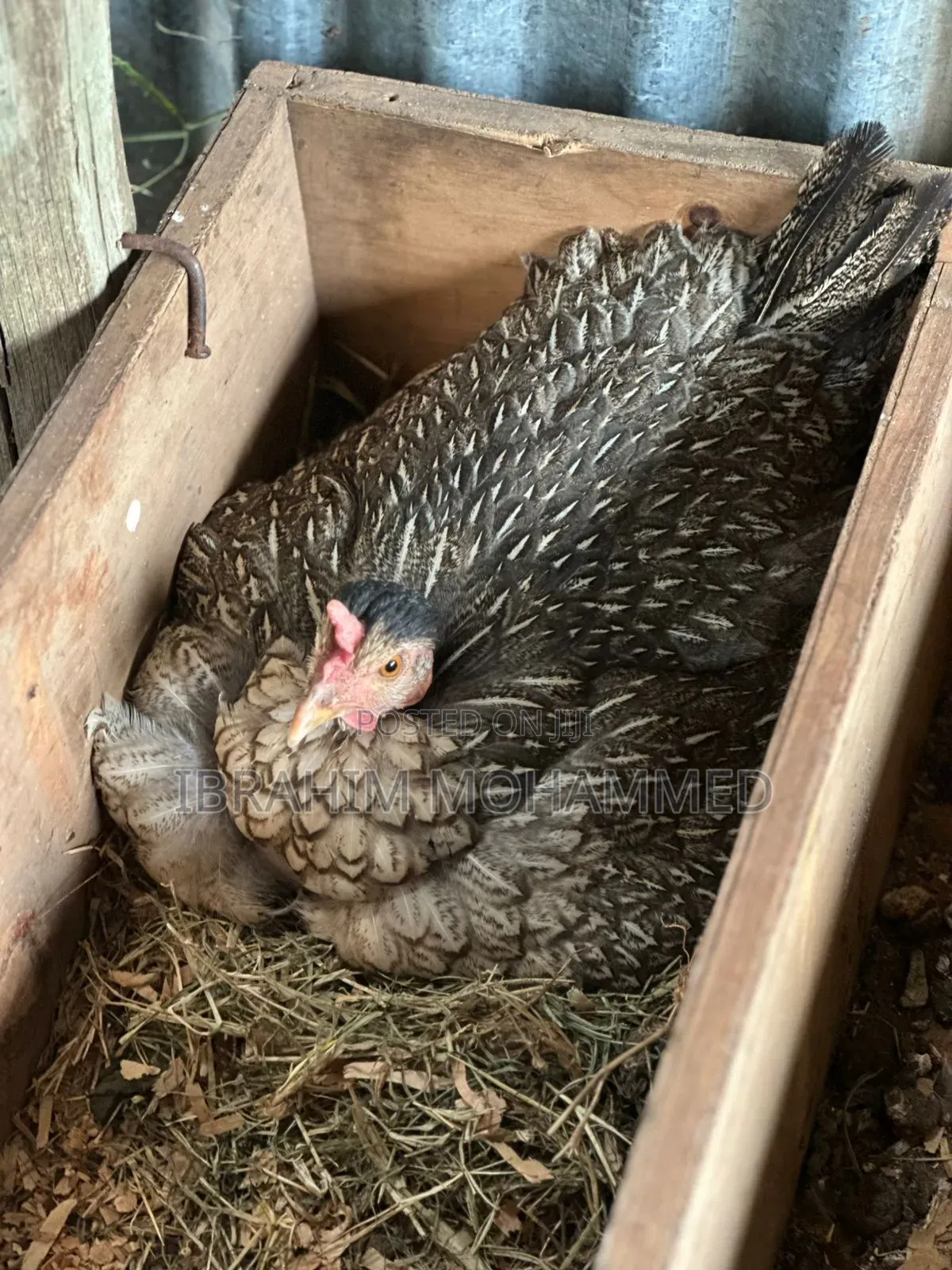 Chickens for Sale