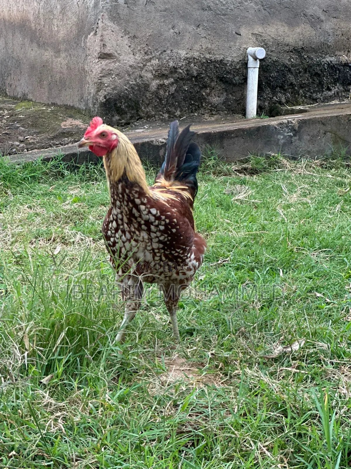 Chickens for Sale