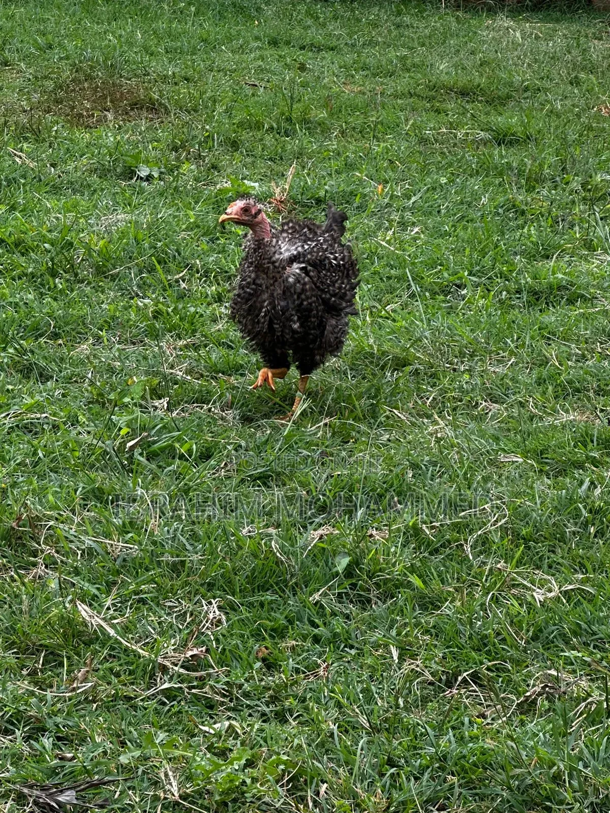 Chickens for Sale