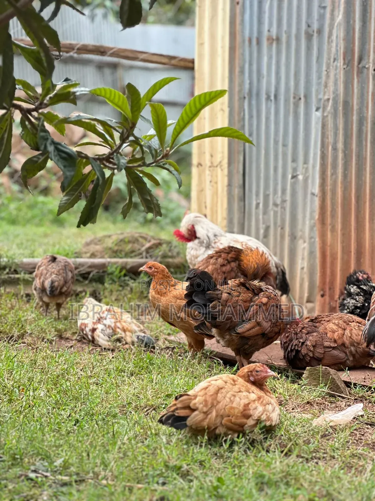 Chickens for Sale
